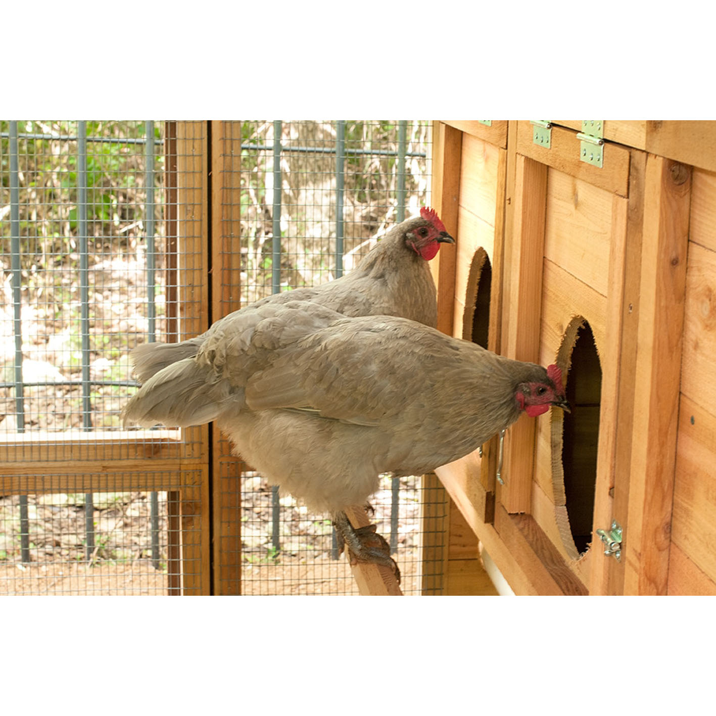 Round-Top Walk-In Chicken Coop