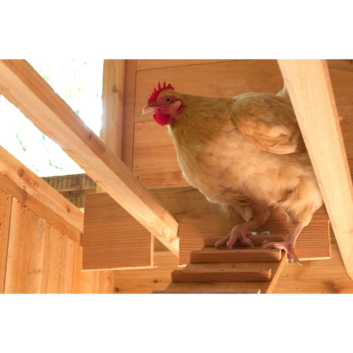 Round-Top Walk-In Chicken Coop