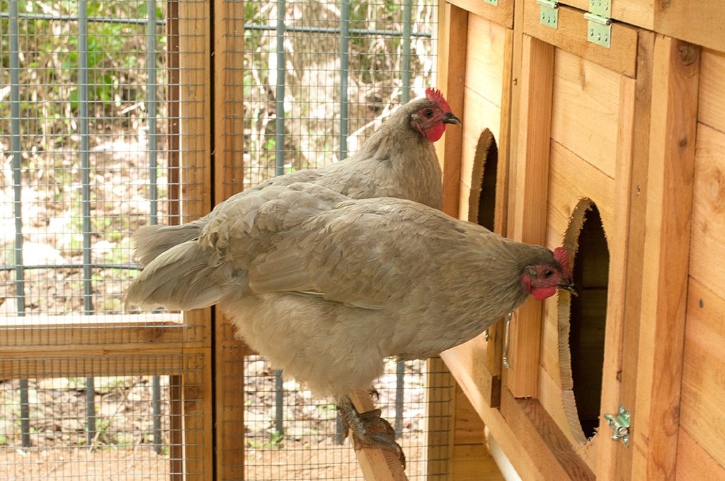 Round-Top Walk-In Chicken Coop