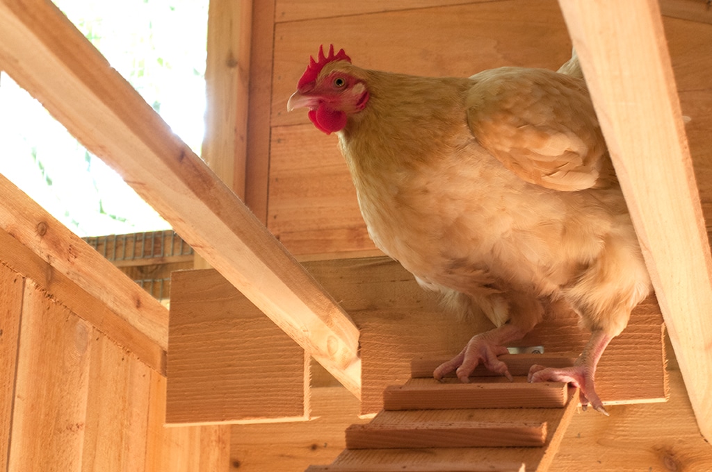 Round-Top Walk-In Chicken Coop
