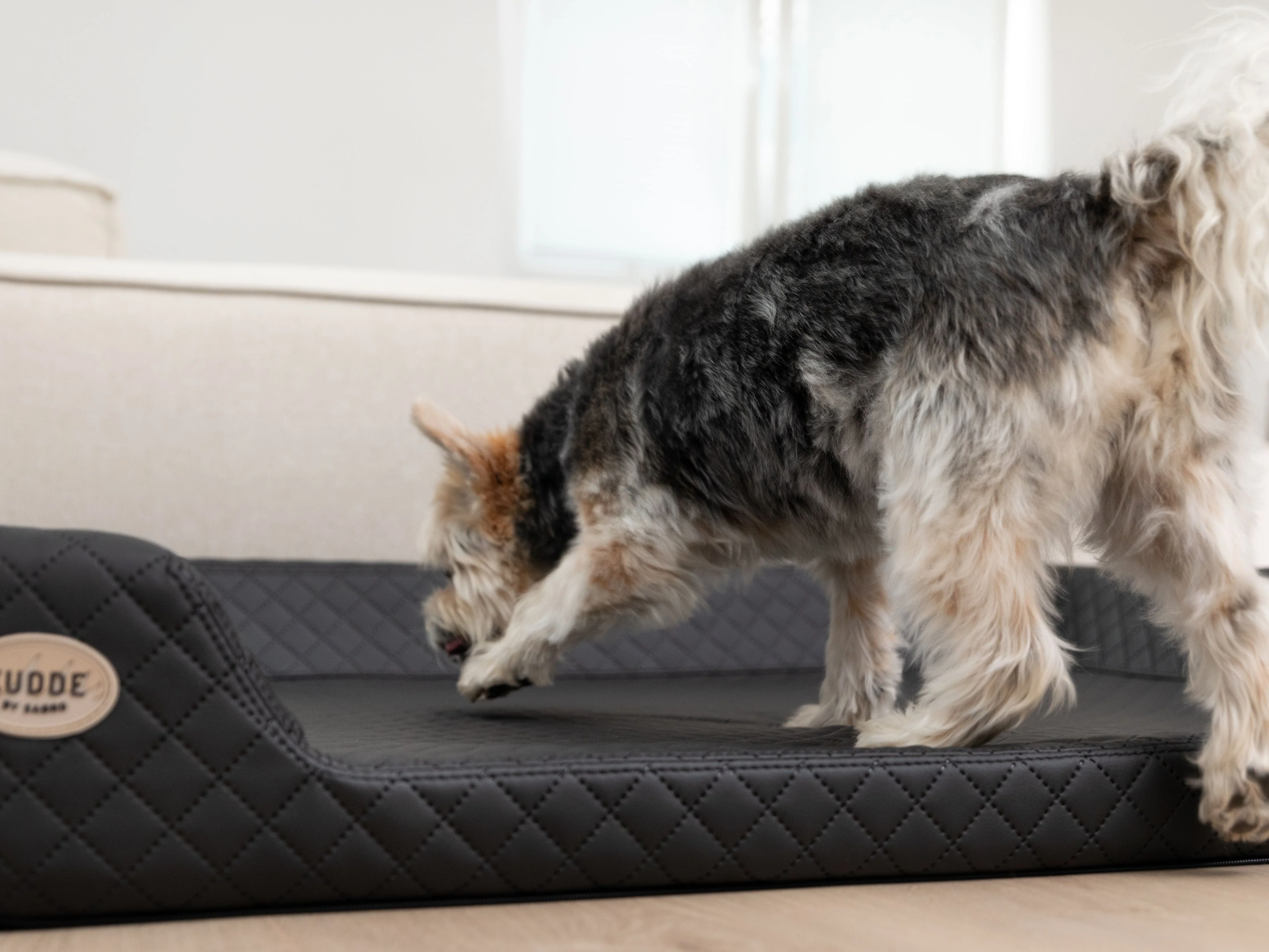 Hemma Hundebett 2025